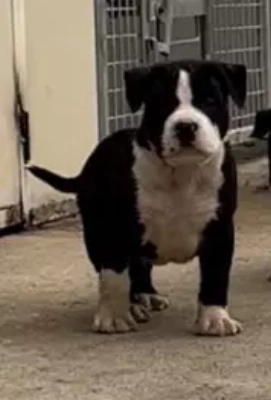 Lauren Reutenauer - American Staffordshire Terrier - Portée née le 03/02/2022