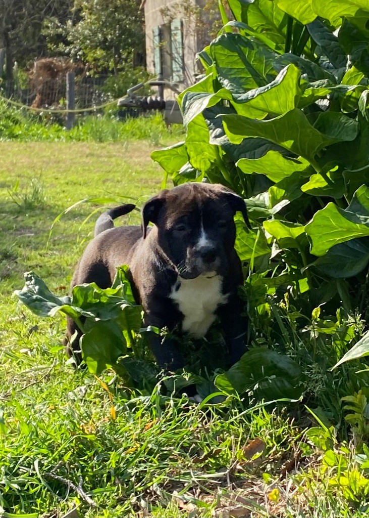 Lauren Reutenauer - Chiots disponibles - American Staffordshire Terrier